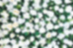 Photoboothies Flower Wall Background Wallflower backdrop.jpg