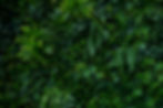 Photoboothies Jungle Joy Background.jpg