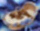 IMG_3701.jpeg