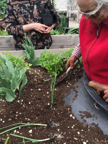 L’healing garden della Residenza regalai suoi primi frutti