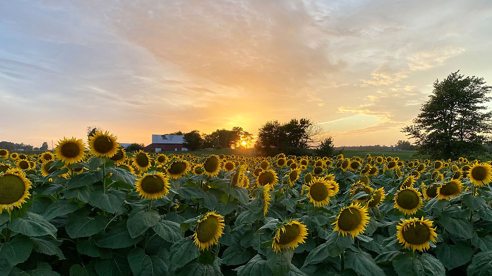 sunflowers.jpg