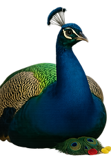 New Peacock.png