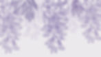 free-hand-drawn-wisteria-flower-vectors_edited.jpg