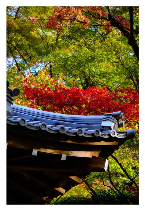 Japan_November_2023-KyotoFall.webp