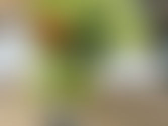 Homeschooling -Pflanzliches auf Japanpapier