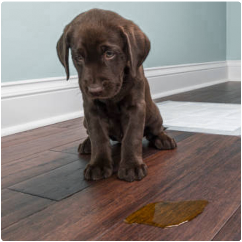 Why You Need Waterproof Flooring in Your Payson, Arizona Home.