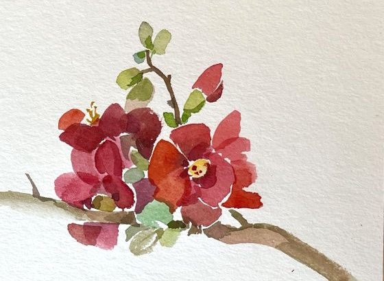 Aquarell- Japanische Zierquitte