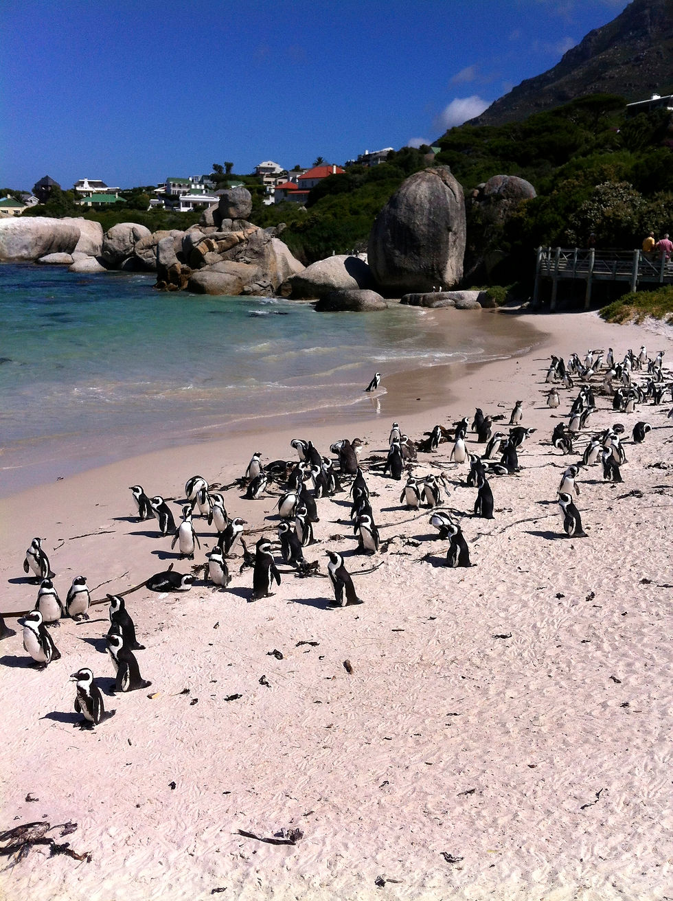 Penguins at Cape of Good Hope