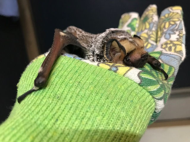 Bat Appreciation Day