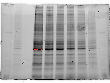 Screenshot 2025-08-26 at 1.40.29 PM.png