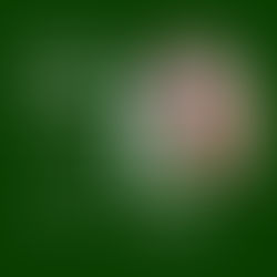 Katarina Veselko: "Finančna intuicija: slediti občutku ali razumu?" 