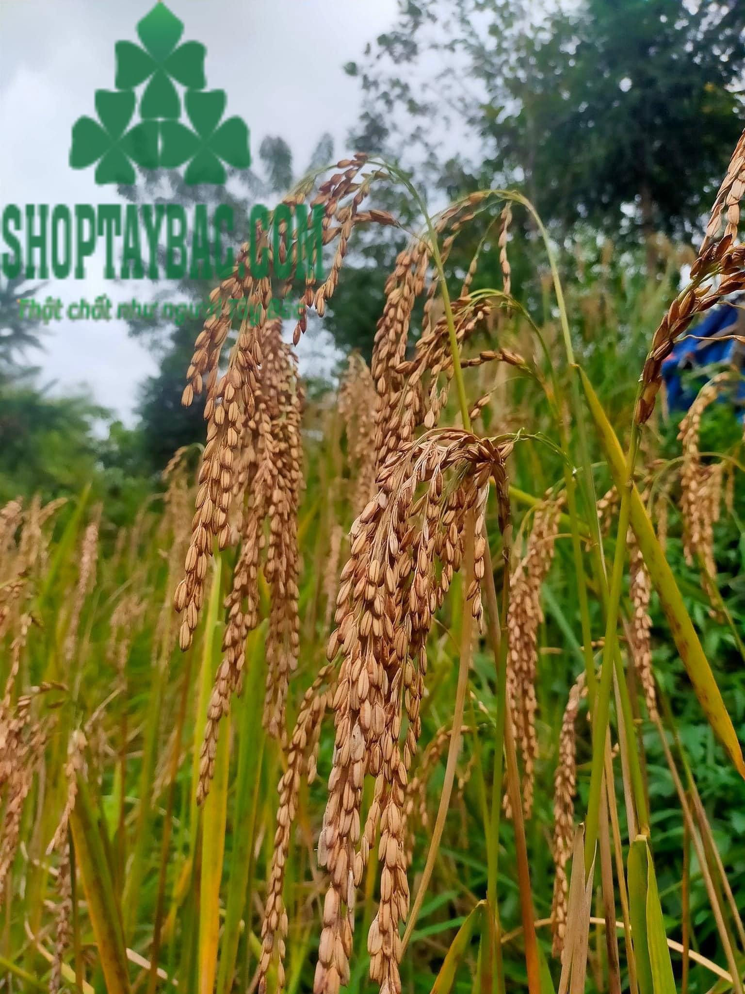 Gạo Séng Cù Mường Khương