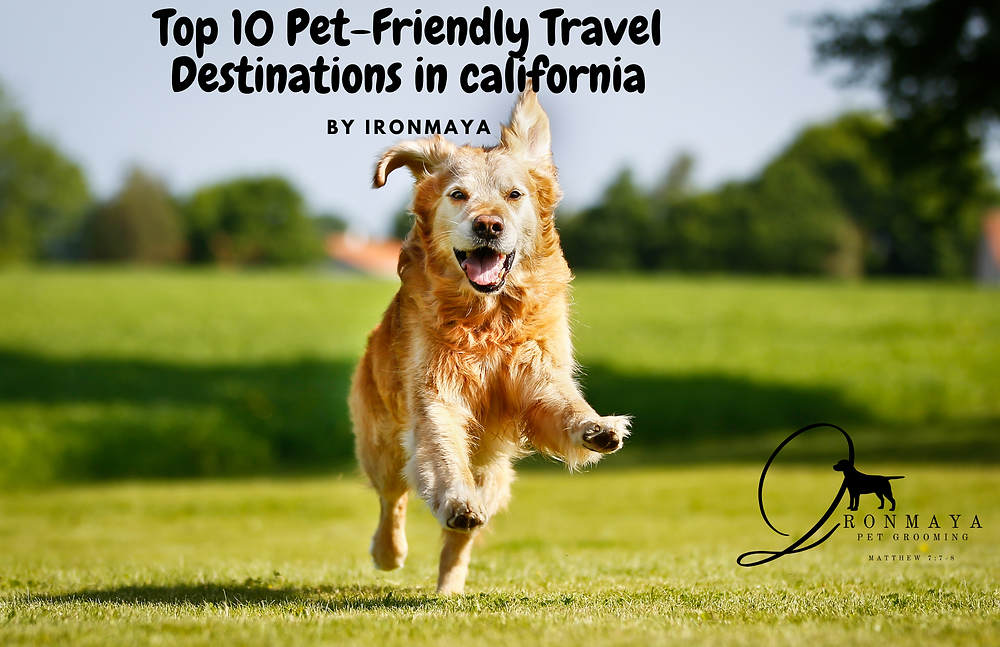 Top 10 PetFriendly Travel Destinations in California Adventure Awaits