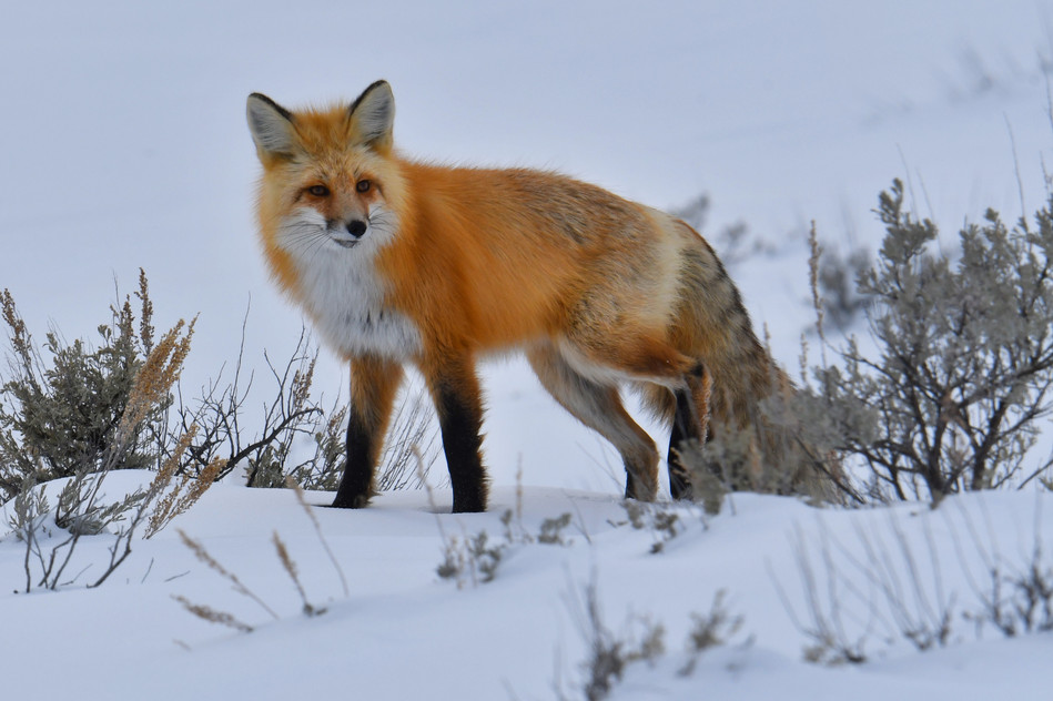 Fox in Yellowstone