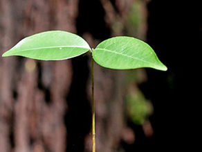 [ARTIGO] Compensação de Reserva Legal no estado de São Paulo