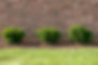 Three green shrubs in a row with brick wall in background.jpg