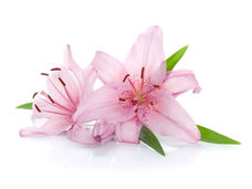 SOBRE A MORTE PRECOCE