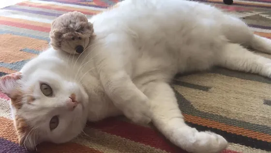 La Patte Blanche I Chats La Patte Blanche I Chats