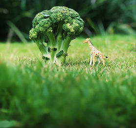 08 gabriela rodriguez (1).jpg