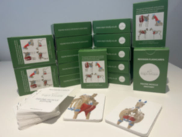 Equine Muscle Function Revision Flashcards