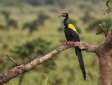 uganda wildlife birding