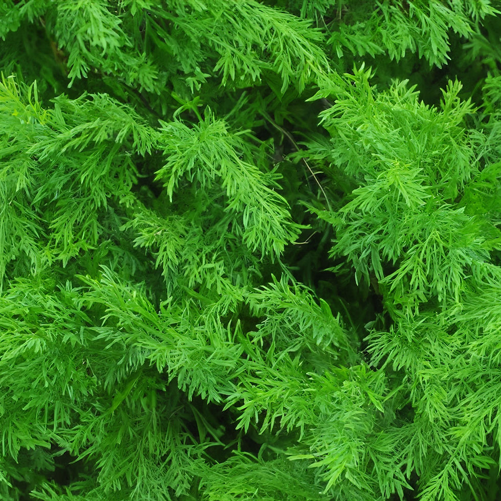 Bald Cypress