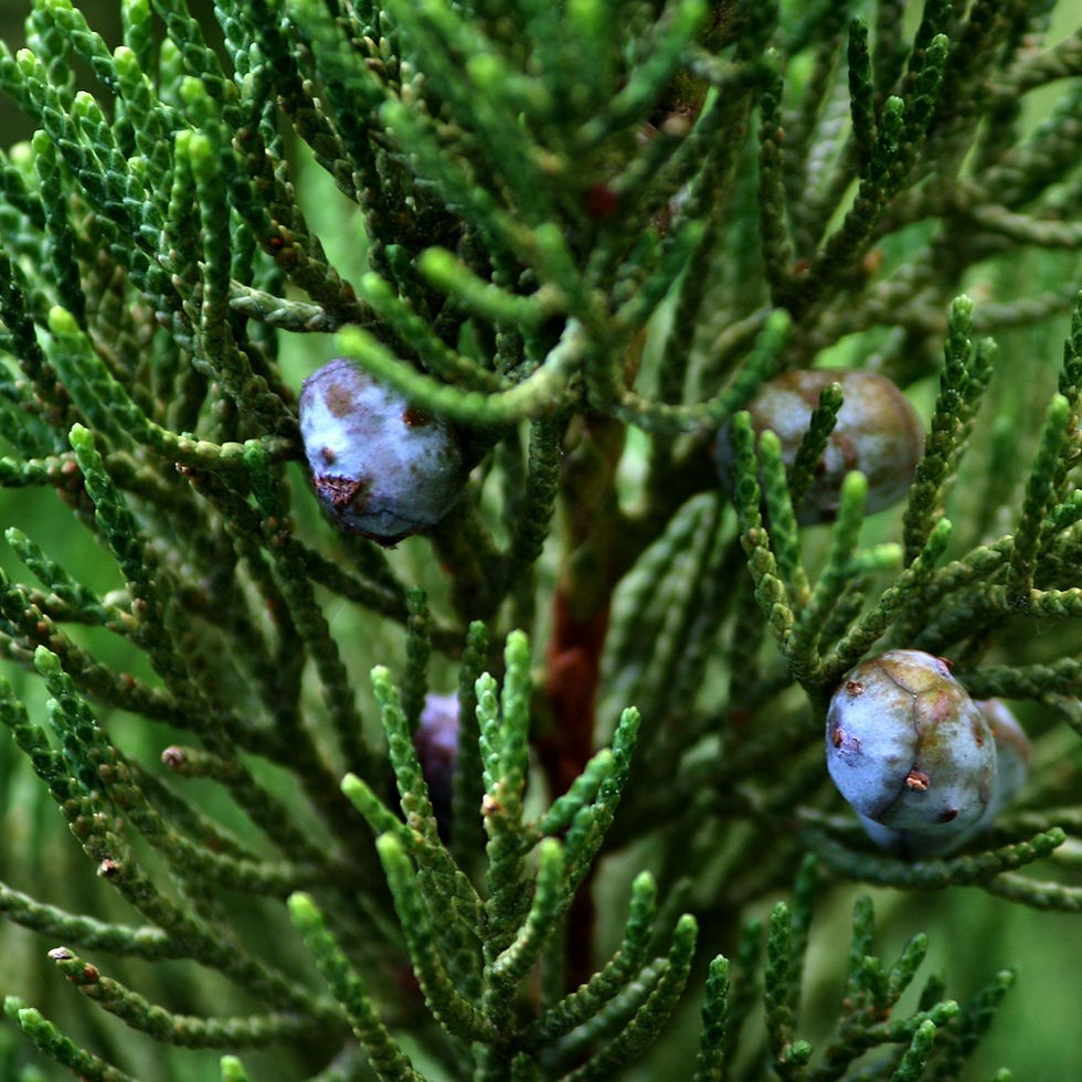 Brodie Juniper