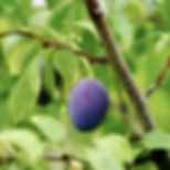 Mexican Plum