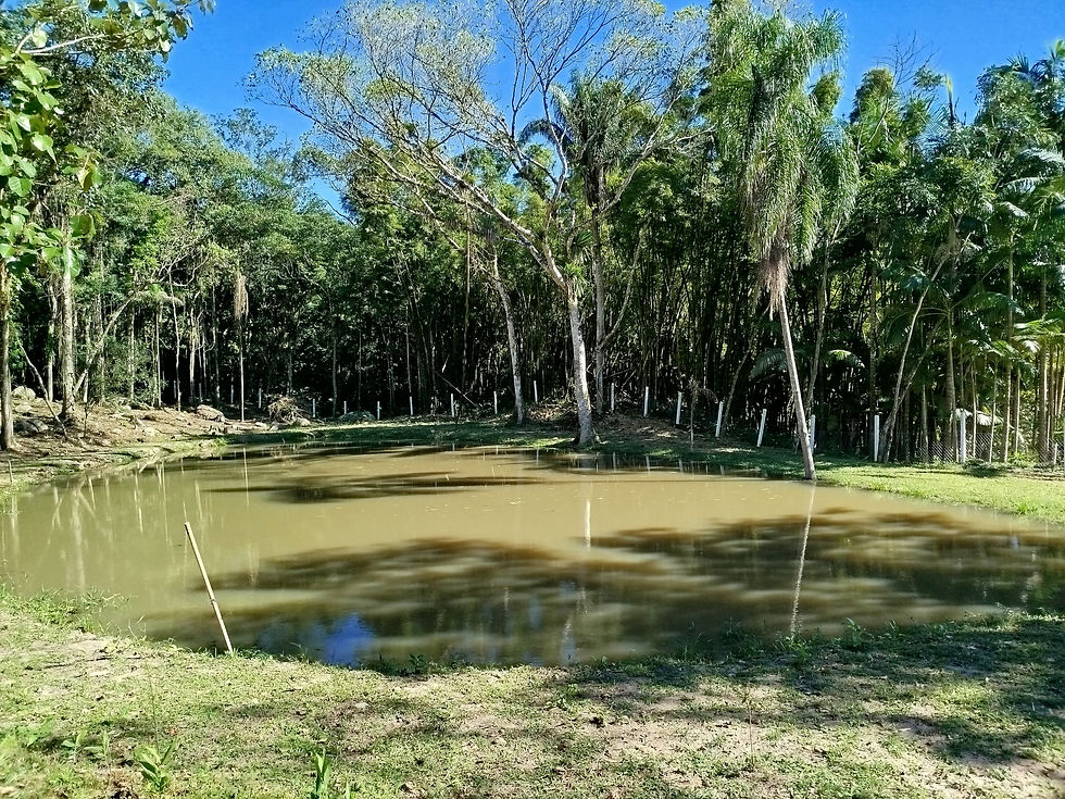 Miniatura: BELO SÍTIO DE 7 HECTARES COM CACHOEIRA, EM S. AMARO DA IMPERATRIZ, STA. CATARINA