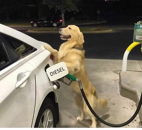 Dog Refueling.jpg