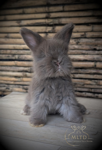 Petit lapin gris vu de dos