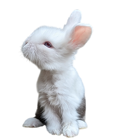 un lapin noir et blanc