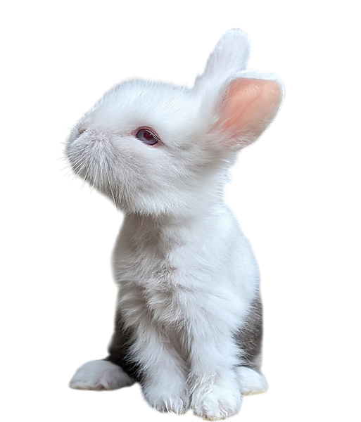Lapin blanc et gris regardant vers le haut