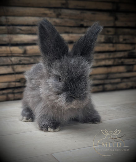 Lapin gris duveteux
