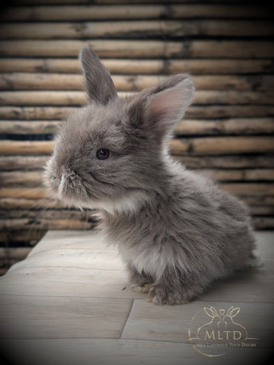 Petit lapin gris