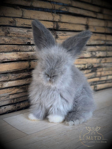 Lapin gris duveteux aux pattes blanches