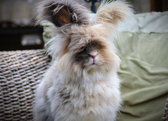 Lapin angora aux longs poils beiges et blancs