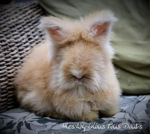 Lapin doux et pelucheux, couleur sable