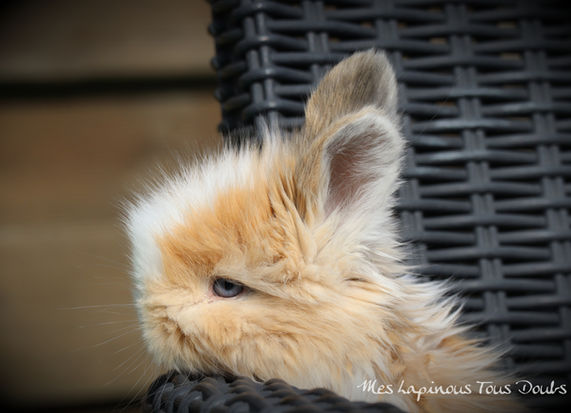 Gros plan d'un lapin moelleux aux yeux bleus