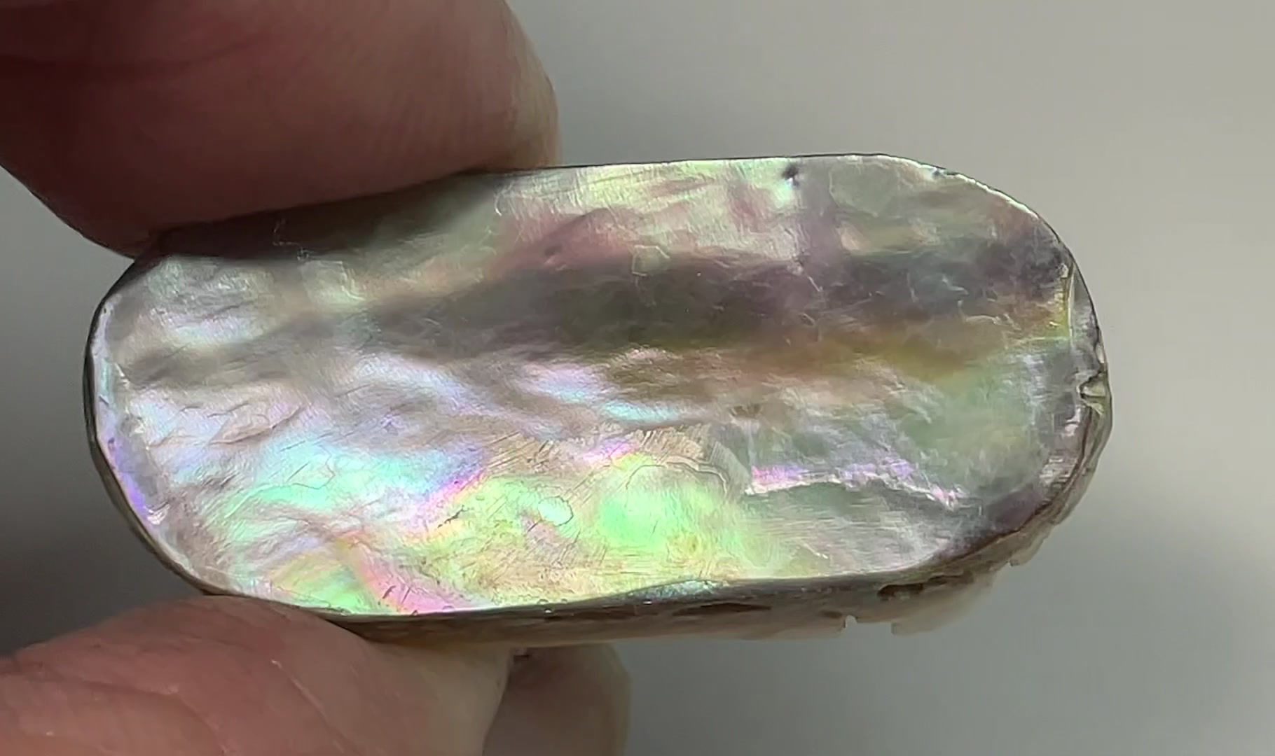 Loose Abalone Shell #17772