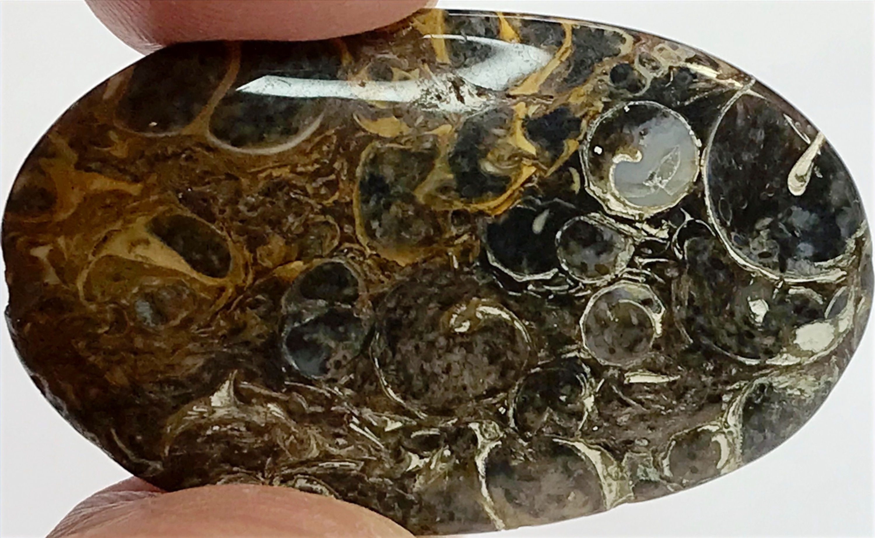 Loose Turritella #05659