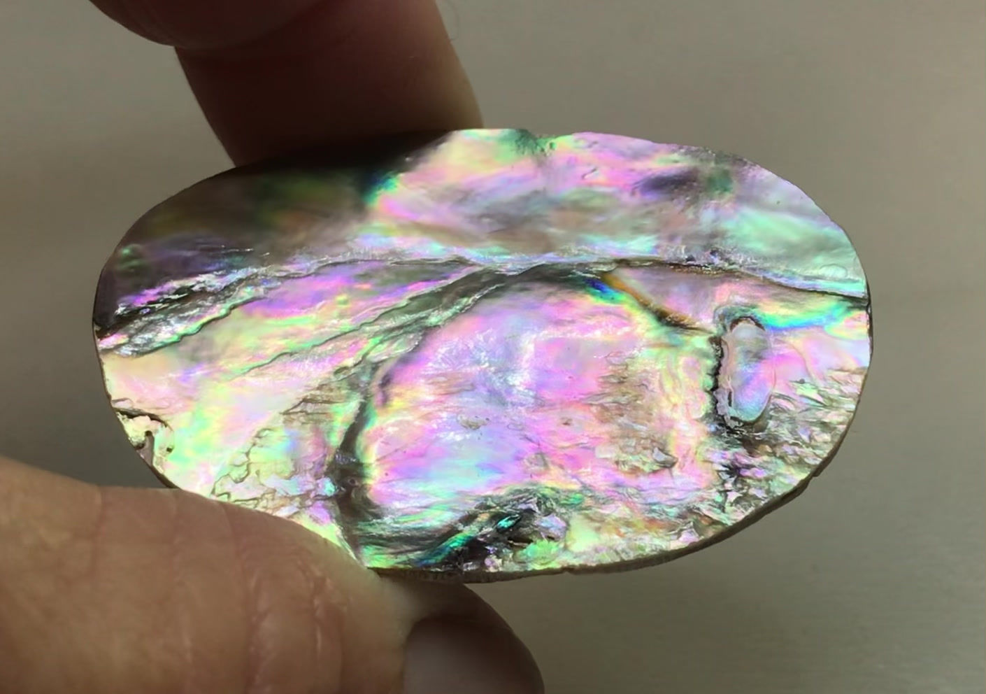Loose Abalone Shell #01245