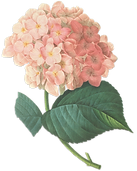 Rosa Flores Ilustração