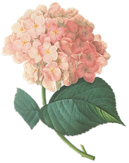 Rosa Blüten Illustration
