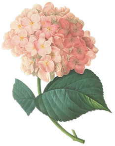 Pink Blossoms Illustration 