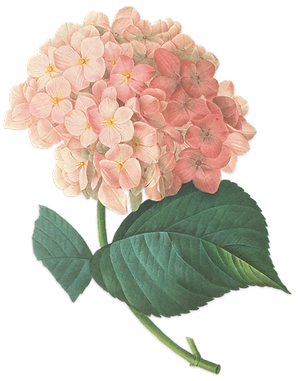 Pink Blossoms Illustration