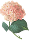 ピンクの花のイラスト 