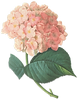 Pink Blossoms Illustration