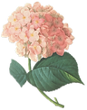 ピンクの花のイラスト