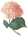 Pink Blossoms Illustration